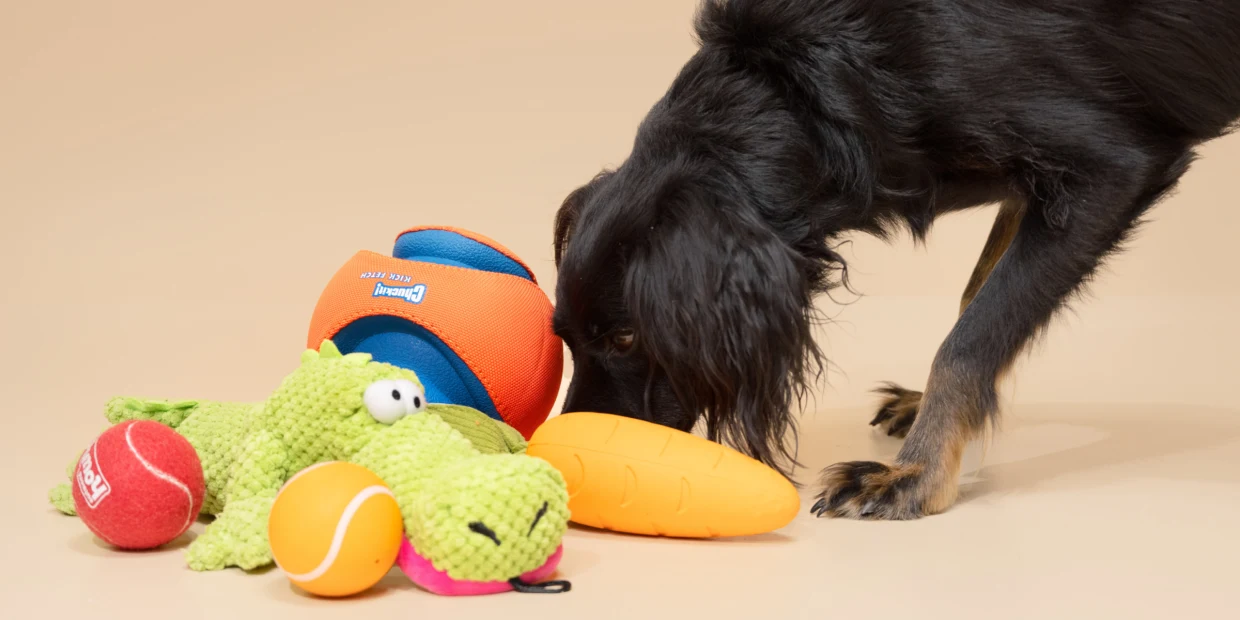 Tier Geschäft -Tier Geschäft 231109 dog toys bd main 8349e8