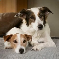 SELECT GOLD Sensitive Medium Senior Insekt 4kg -Tier Geschäft 6abb6915af23c615d0cf74853b0a3bb663e7931c 1096086 de DE 4 Select Gold Dog