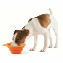 Josty Faltnapf Silicone Orange / Grün 15 Cm -Tier Geschäft b7dd105af6893bcd65ad5d7b04feb3289ec426d8 1176896 2