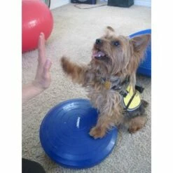FitPaws Balance Disk