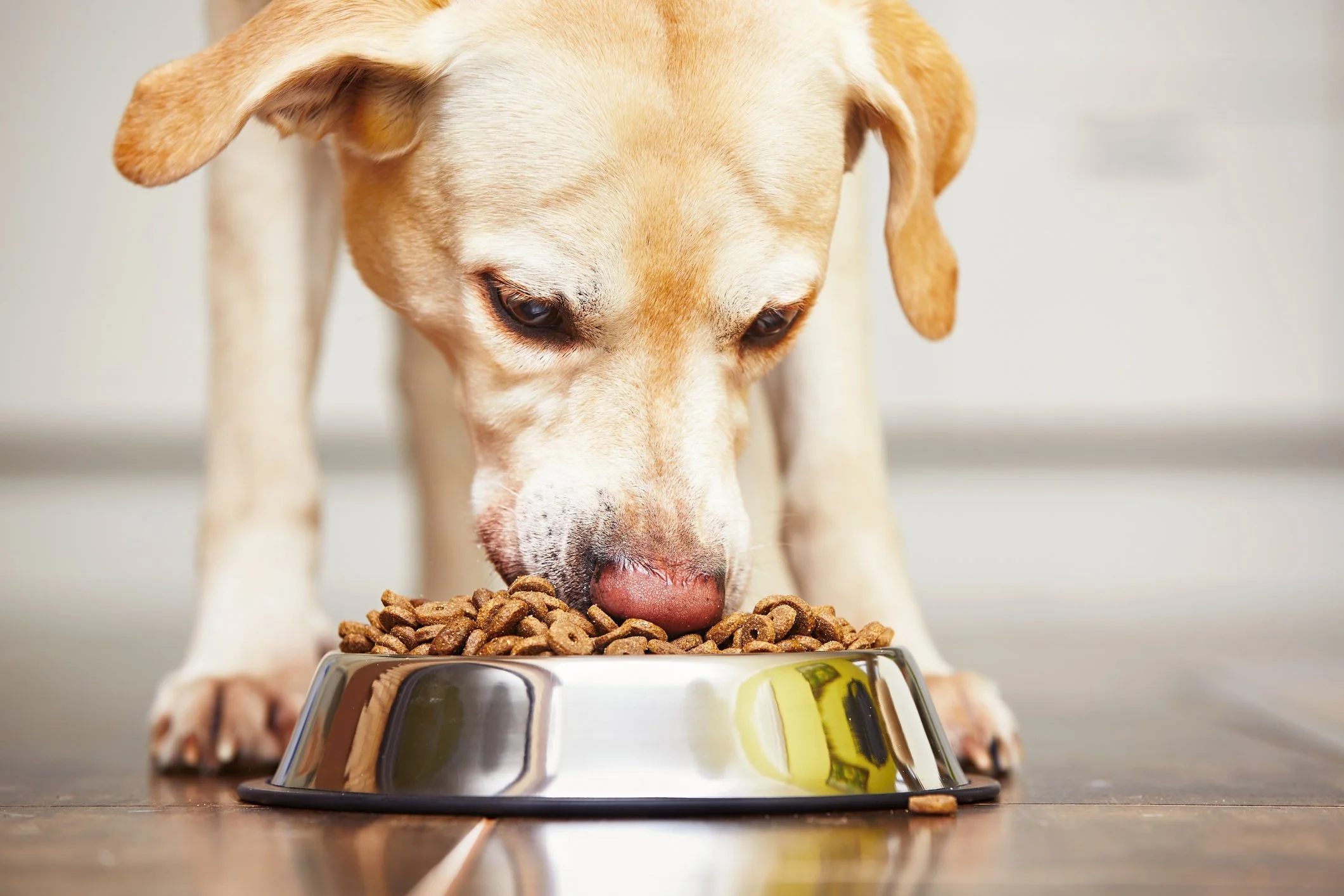Tier Geschäft -Tier Geschäft dog eating from stainless steel bowl