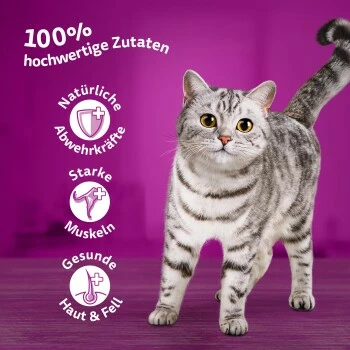 Whiskas Mega Pack 1+ Geflügel Auswahl In Gelee 40 X 85g 3 Whiskas Mega Pack 1+ Geflügel Auswahl In Gelee 40 X 85g – Bild 3